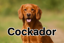 Cockador